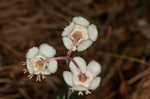 Pipsissewa <BR>Spotted wintergreen